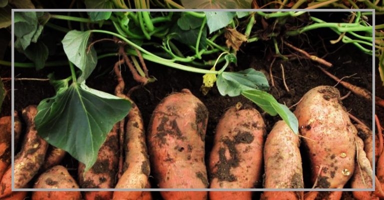 Camote Blanco: Beneficios, Propiedades y Contraindicaciones - Camote